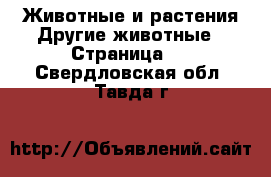 Животные и растения Другие животные - Страница 2 . Свердловская обл.,Тавда г.